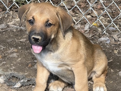 Boxer/husky/german shepherd 