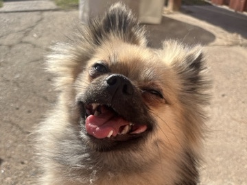 Pomeranian – Meet Millie – Maplewood