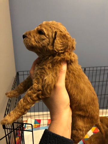 GoldenDoodle Puppies