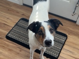 blue heeler mix – Hill City