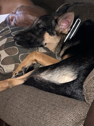 German Shepherd – 1 year old German Shepherd