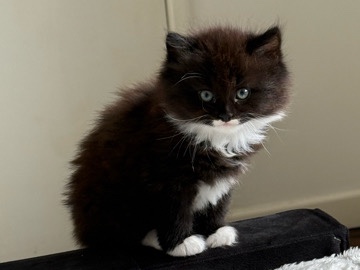 British Longhair – 3 rare kittens – Birmingham
