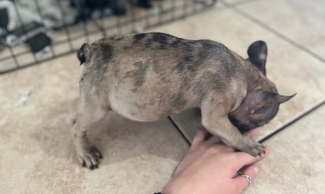 French Bulldog – French bull dog