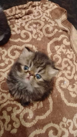 Persian (Traditional) – persian