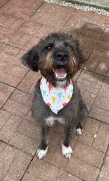 Poodle – Loving labradoodle available for a new home!