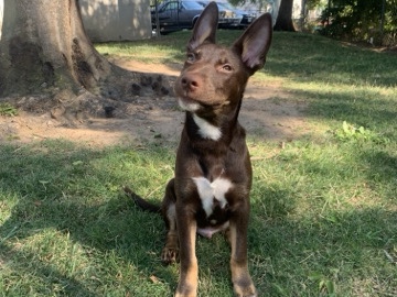 Doberman Pinscher – Doberman x German shepherd