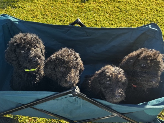 Poodle - Purebred STANDARD POODLE PUPPIES! Ready! available for adoption in Temecula