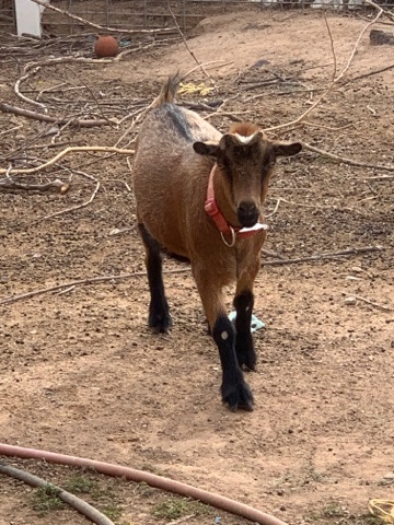 goats for sale