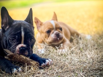 French Bulldog – frenchies – Arlington