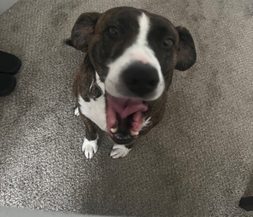 American Pit Bull Terrier – Rehoming