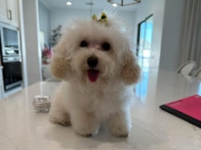 Poodle - 🎀teacup toy poodle 🎀 available for adoption in Phoenix