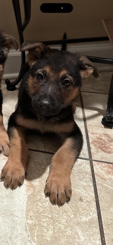 Old German Shepherd Dog – Germán Shepherd Female
