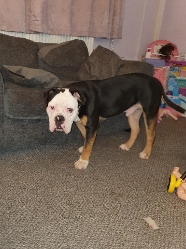 Olde English Bulldogge – Old tyme bulldog