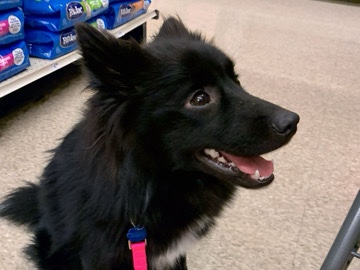 American Eskimo Dog – Leila - Female Eskimo Dog/Shipperke – Columbus