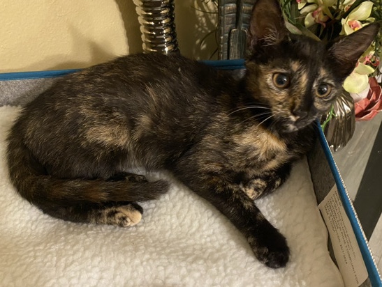 Female Calico – Pebble Creek