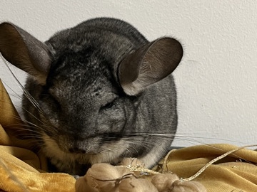Chinchilla – gorgeous Chinchilla – Swindon