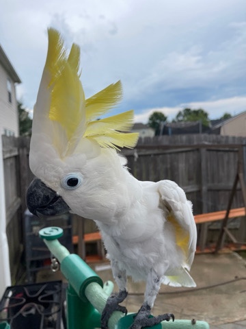 Sulphur Crested Cockatoo 