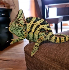 chameleon – Veiled Chameleon