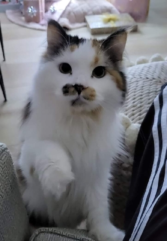 British Longhair – Iggy, Beautiful Calico Female