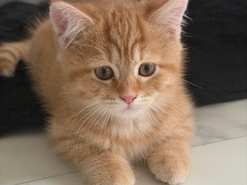 Persian (Modern) – Baby Katze – Hadamar