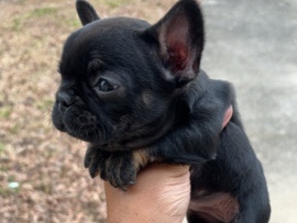 French Bulldog – French Bulldog Female (Brindle) – Birmingham