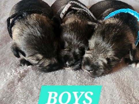 Miniature Schnauzer – Dan's Mini Schnauzers – Oakland