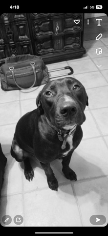 Labrador Retriever – free pets