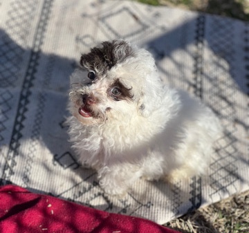 Poodle – toy poodle female