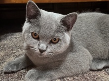 British Shorthair – Männlicher Kater, 29.03.2026 geboren, geimpft – Bothel