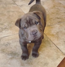 Shar-Pei/American Bulldog mix