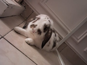 Rabbit: MEET CHASE (BOY) 