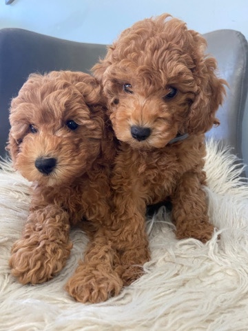 Poodle – RED Toy Cavoodles 💙💙