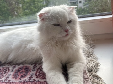 Turkish Angora – Katze – برلين
