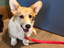 Image of Pembroke Welsh Corgi