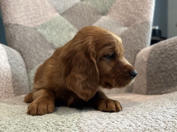 Golden Retriever β Golden Setter Puppies β Lebanon
