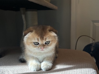 Scottish Fold - Scottish Fold girl available for adoption in Spartanburg