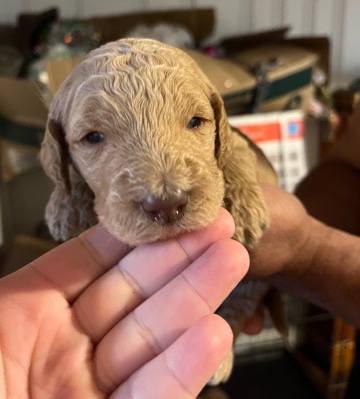 Golden Retriever – goldendoodle female