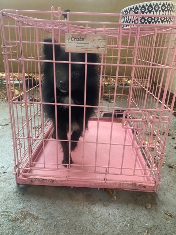 Pomeranian – needs a new home