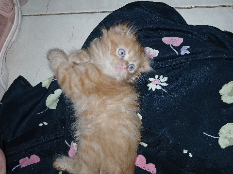 Scottish Fold – scottishfold – Ajman