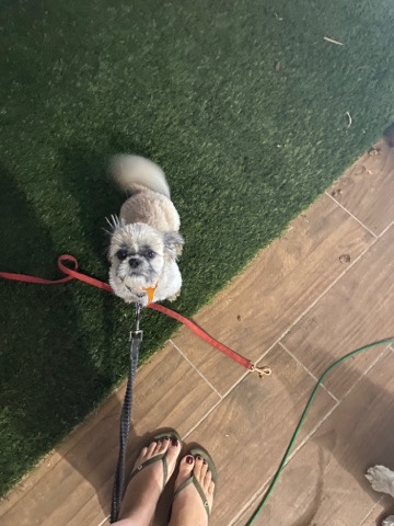 Shih Tzu – shih tzu