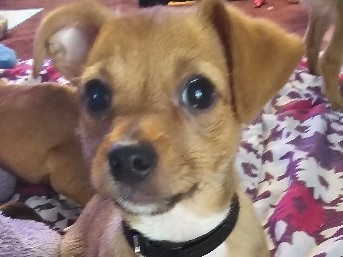 Chihuahua – Chihuahua mix puppy – Saint Paul
