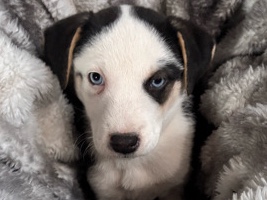 pitsky, catahoula heeler, Australian She – University Place