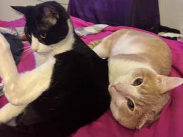 A new Home for my boys – Arlington
