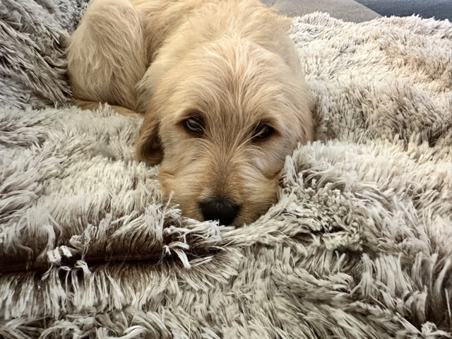 Goldendoodle – Jamie – Little Elm