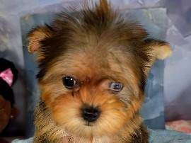 Sable Female Yorkie 