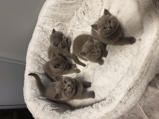 British Shorthair – british shorthair kittens