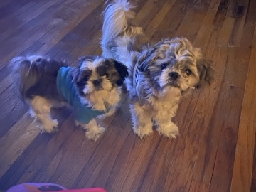 Shih Tzu – Shih Tzu puppies – Bells