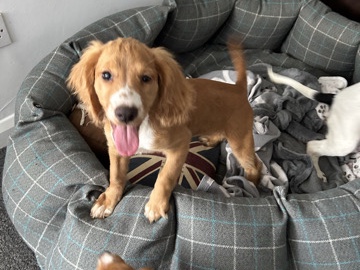 English Cocker Spaniel – 🐾 Golden Cocker Spaniel Puppies – KC Registered – Wymondham