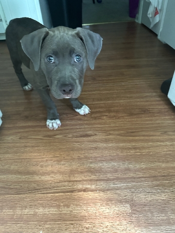 puppy looking for ahome