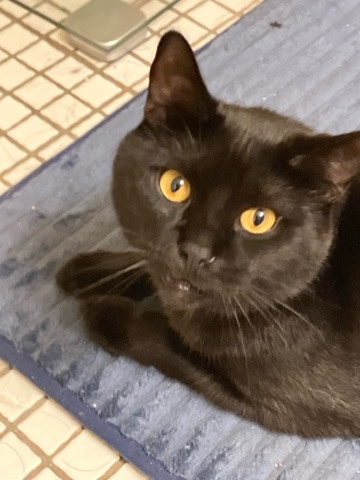 American Shorthair – black Cat Need ReHome